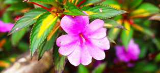 免费ddos在线攻击