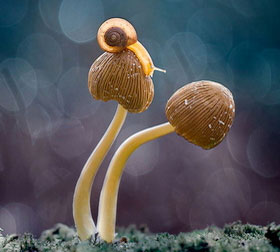 安卓ddos攻击工具